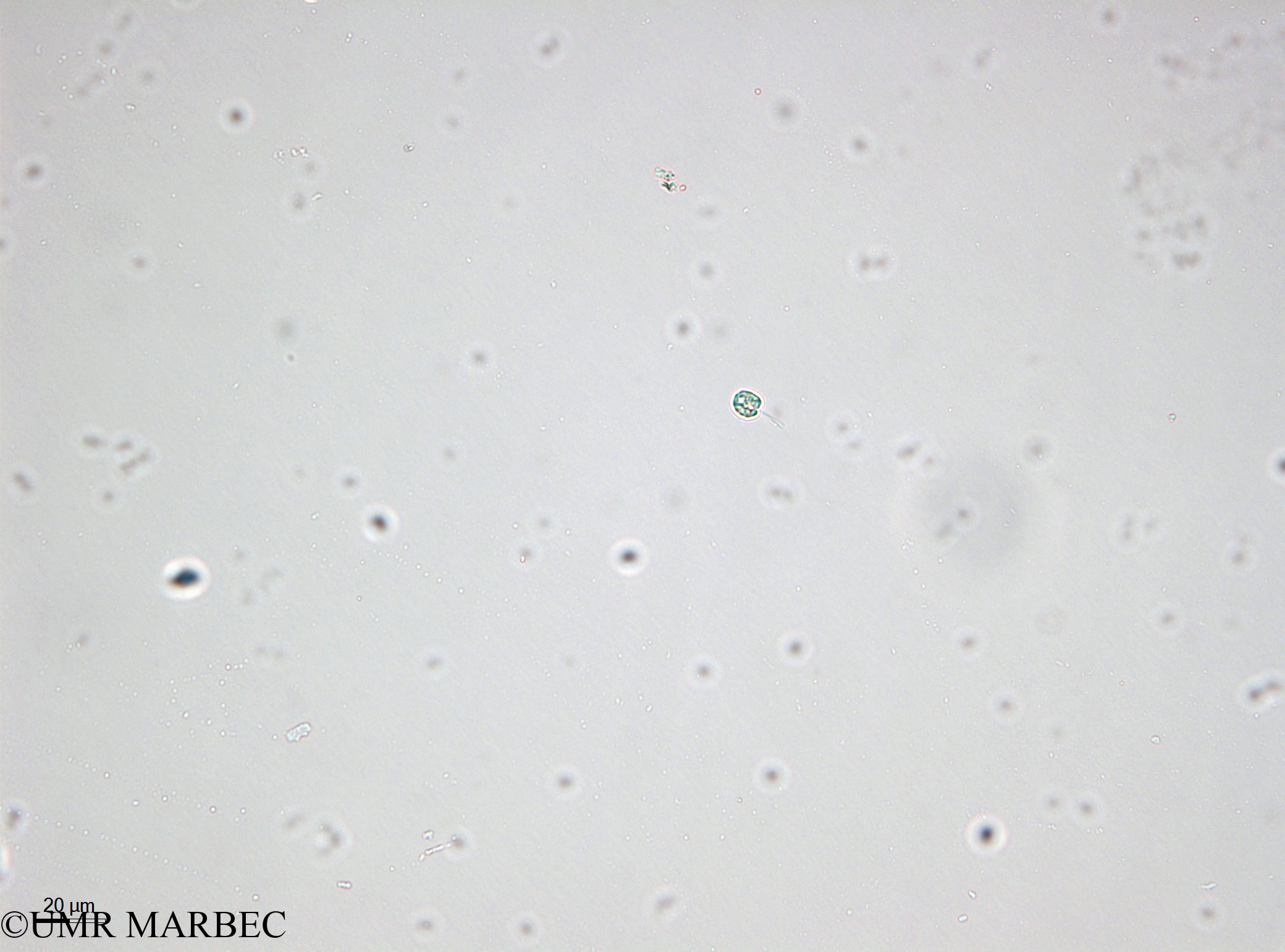 phyto/Bizerte/bizerte_bay/RISCO April 2014/Nanoflagellé 12 (cf Rhodomonas- 140729 -5)(copy).jpg